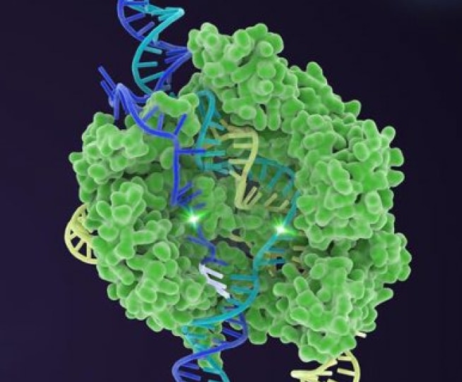 3d model of crispr cas gene editing