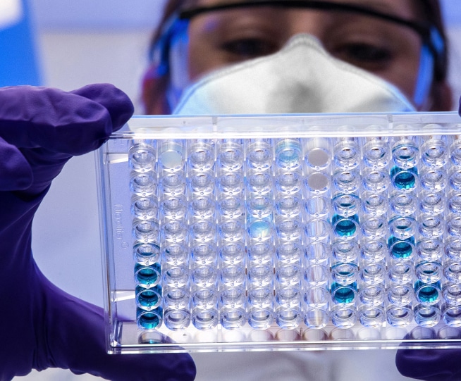 scientist looking down at a 96 well elisa plate