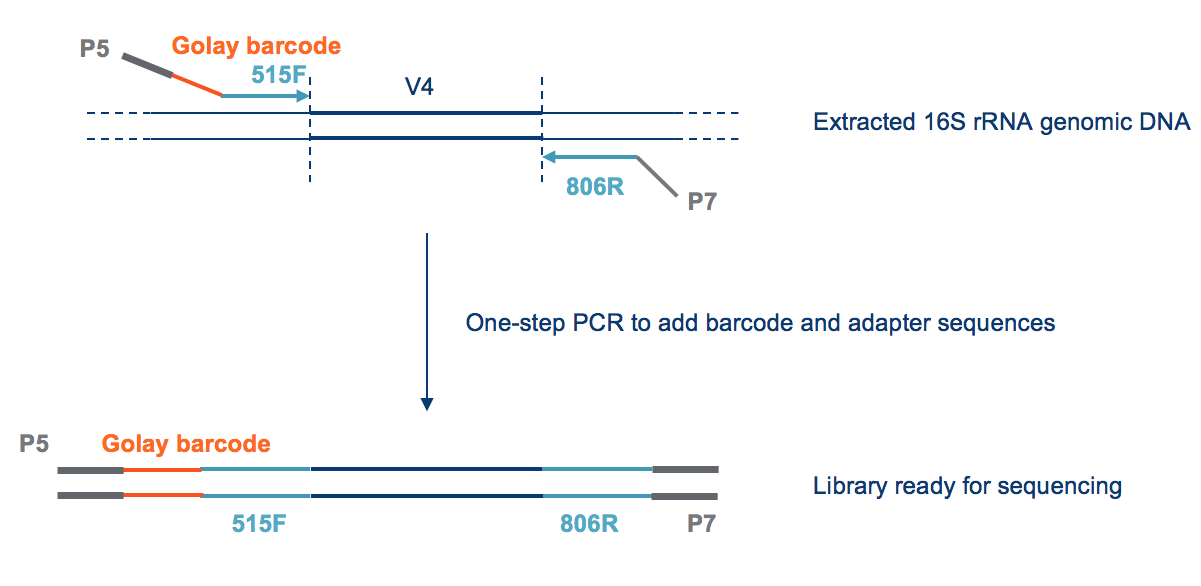 16s rrna sequence analysis